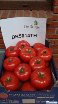 Testowana odmiana pomidora wielkoowocowego DR5014TH F1