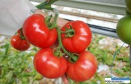 Grono pomidora Framboo F1