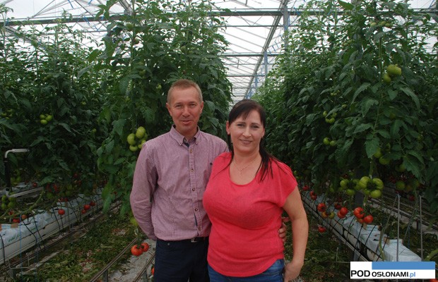 Piotr Lis - producent pomidorów