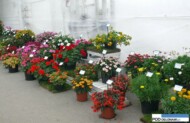 Nowe odmiany roślin balkonowo-rabatowych prezentowanych w Zoborzu podczas Dni Otwartych firmy Plantpol