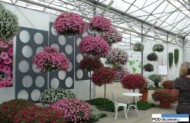 Supertunia Vista, wystawa roślin balkoonwo-rabatowych w Zaborzu, w firmie Plantpol