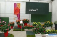 Ekspozycja dalii z serii Dalina