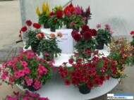 Nowe odmiany roślin balkonowo-rabatowych testowane w Plantpolu