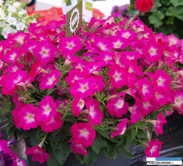 Petunia-Sanguna_Patio_Pink_Morn