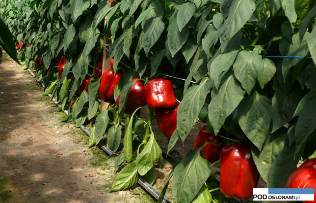 papryka czerwona