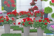 Pelargonie Champion Red, czerwone pelargonie