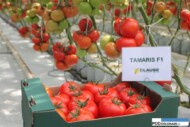 Pomidor wielkoowocowy Tamaris F1