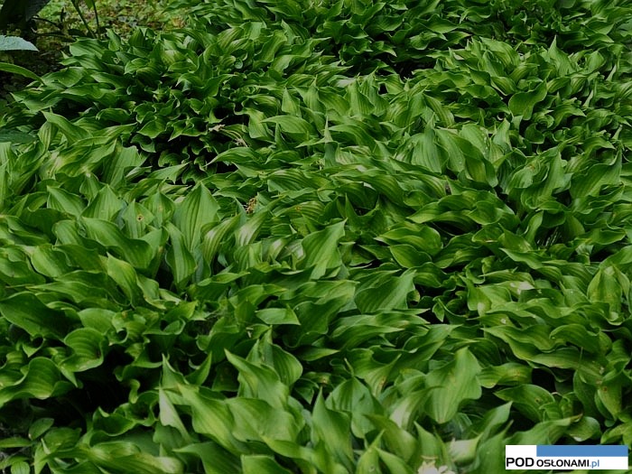 hosta-harry-van-trier