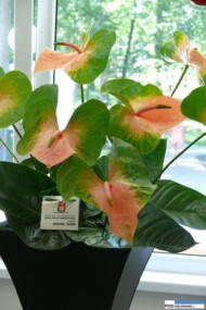 Anturium 'Baron'