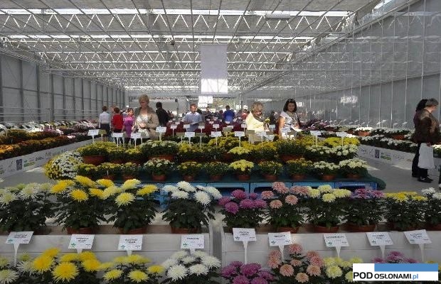 pokaz chryzantem