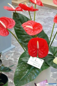 Anturium 'Fire'