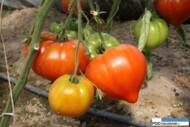 pomidor Gourmandia