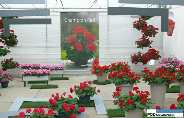 pelargonia Champion Red