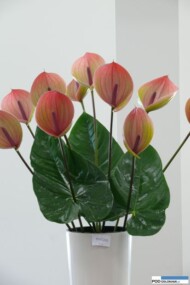 Anturium 'Peruzzi'