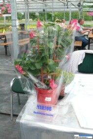 Opakowanie foliowe, Martob, Plantpol