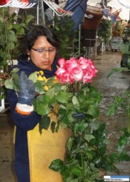 Róże – o okazałych kwiatach i mocnych odcieniach barw płatków – są symbolem ekwadorskiego przemysłu roślin ozdobnych, który obsługiwany jest przez okoliczną, rdzenną ludność