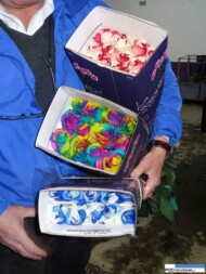 Ekwador - barwione kwiaty róż – z gospodarstwa La Rosaleda