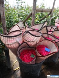 Kwiaty róż po zbiorze owija się w płachetki z tkaniny