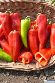 papryka stożkowa Ariadni F1