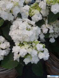 Hydrangea macrophylla Dancing Snow