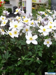 Anemone White Swan