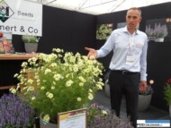Rob van der Voort z firmy Van Hemert & Co BV i Cosmos bipinnatus Xanthos