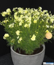 Cosmos bipinnatus Xanthos