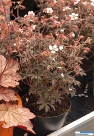 Geranium pratense MIDNIGHT GHOST
