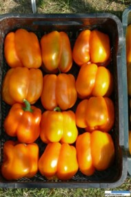 papryka Orange Glory