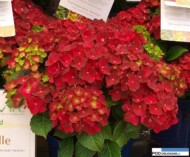 Hydrangea macrophylla Magical 'Ruby Tuesday'