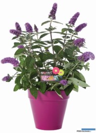 Buddleja PURPLE SPENDOR