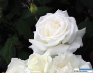 Rosa pope john paul II