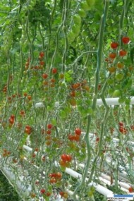 Pomidor Solarino F1