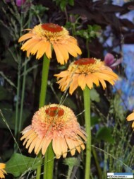 Echinacea purpurea Supreme Cantaloupe