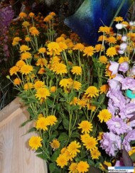 Heliopsis helianthoides Asahi
