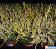 Calluna vularis Sandy_Gardenirls