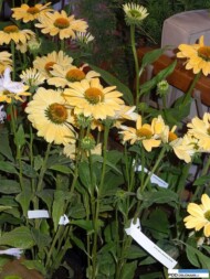 Echinacea pururea Aloha