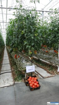 Torero F1 w szklarni