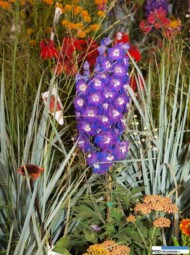 Delphinium - odmiana z gr. New Millennium, Leymus arenarius 'Blue Dune'
