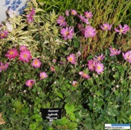 Anemone hybrida 'Pamina'