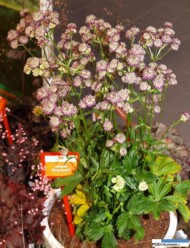 Astrantia 'Abbey Road'