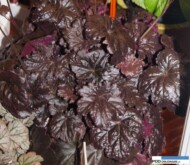 Heuchera 'Black Sea'