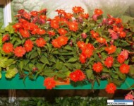Lychnis 'Lipstick'