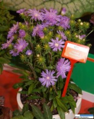 Stokesia 'Klaus Jelitto'