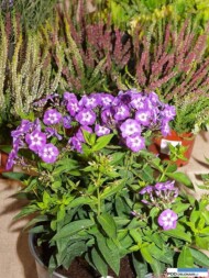 Phlox paniculata 'Laura'