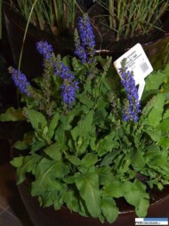 Salvia sylvestris 'A Little Bit'
