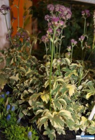 Astrantia major 'Star of Magic'