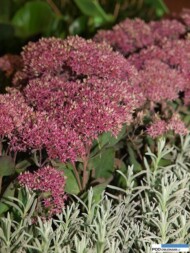 Sedum telephium 'Green Pink'