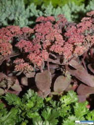 Sedum 'Purple Emperor'