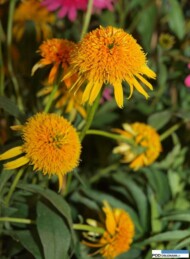 Echinacea pururea 'Secret Glow'